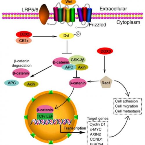 DDX3 Pathway